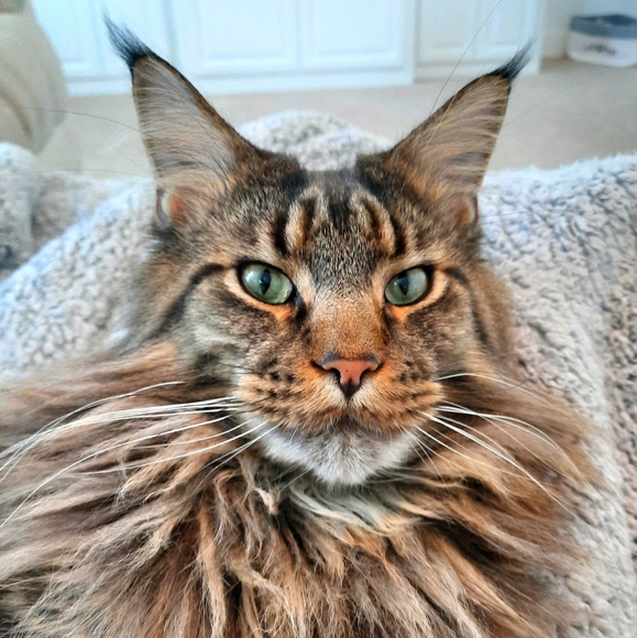 Meet your Posher, Amy - Picture 3 of 6